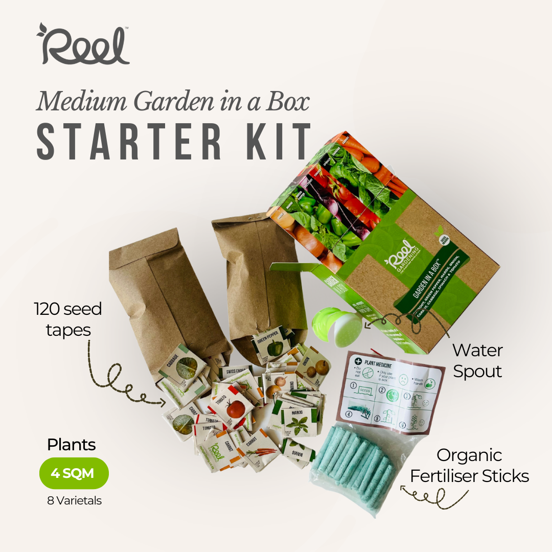 Medium Garden in a Box