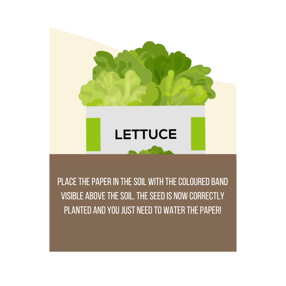 Medium Garden in a Box